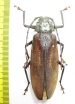 Prioninae sp.  Malawi 64mm - INSECTS-STORE.RU