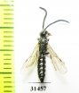 Tiphiidae, Meria sp.  Russia, Astrakhan reg. - INSECTS-STORE.RU