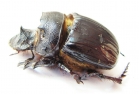 Heliocopris staudingeri  Zambia - INSECTS-STORE.RU