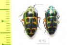Hemiptera sp.  South Africa Rep. - INSECTS-STORE.RU