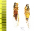 Palapsalta eyrei  Australia - INSECTS-STORE.RU
