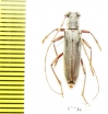 Cerambycidae sp.  South Africa Rep. - INSECTS-STORE.RU