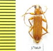 Cerambycidae sp.  South Africa Rep. - INSECTS-STORE.RU