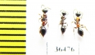Methocha articulata  Russia, Tver reg. - INSECTS-STORE.RU