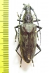 Hoplocerambyx sp.  Philippines - INSECTS-STORE.RU