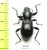 Gebienella sp.  Malaysia - INSECTS-STORE.RU