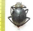 Prionotheca coronata  Sudan - INSECTS-STORE.RU