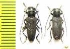 Thyestilla gebleri, pair  Russia, Far East - INSECTS-STORE.RU