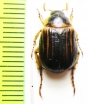 Anomala semenovi  Kazakhstan - INSECTS-STORE.RU