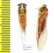 Palapsalta eyrei  Australia - INSECTS-STORE.RU