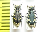 Cicindela albopilosa  Kirgizstan - INSECTS-STORE.RU