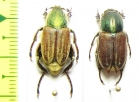 Glaphyrus superbus straussi, pair  Iran, Qazvin prov. - INSECTS-STORE.RU