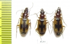 Carabidae sp.  Russia, Astrakhan reg. - INSECTS-STORE.RU