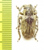 Cerambycidae sp.  Cameroon - INSECTS-STORE.RU