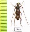 Cerambycidae sp.  Indonesia, Kalimantan - INSECTS-STORE.RU