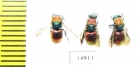 Chrysididae sp.  Russia, Tver reg. - INSECTS-STORE.RU