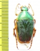 Mycterophallus duboulayi  Australia - INSECTS-STORE.RU