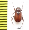 Schizonycha scorteccii  Oman - INSECTS-STORE.RU