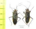 Hemiptera sp.  South Africa Rep. - INSECTS-STORE.RU
