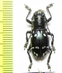 Mimacronia novemmaculata  Philippines - INSECTS-STORE.RU
