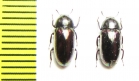 Tenebrionidae sp.  Malaysia - INSECTS-STORE.RU