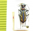 Jansenia rugosiceps  India - INSECTS-STORE.RU