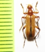 Pidonia aegrota  Japan - INSECTS-STORE.RU