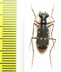Thopeutica diana  Indonesia, Sulawesi - INSECTS-STORE.RU