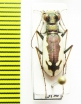 Cephalota schrenki  Kazakhstan - INSECTS-STORE.RU