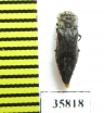 Agrilus sp.  Tanzania - INSECTS-STORE.RU