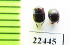 Histeridae sp.  Peru - INSECTS-STORE.RU