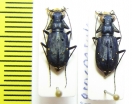Cicindela nigrocoerulea  USA - INSECTS-STORE.RU