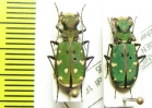 Cicindela turkestanica gissariensis  Tajikistan - INSECTS-STORE.RU