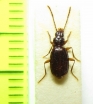 Duvalius proceroides  Romania - INSECTS-STORE.RU