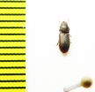 Trogossitidae sp.  Argentina - INSECTS-STORE.RU