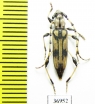 Cerambycidae sp.  South Africa Rep. - INSECTS-STORE.RU