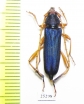 Cerambycidae sp.  Zambia - INSECTS-STORE.RU