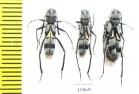 Cerambycidae sp.  Tanzania - INSECTS-STORE.RU