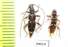 Cerambycidae sp.  Thailand - INSECTS-STORE.RU