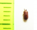 Pentaphyllus ensifera  Cambodia - INSECTS-STORE.RU