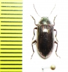 Tenebrionidae sp.  Malaysia - INSECTS-STORE.RU