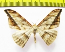 Oxydia augusta  Peru - INSECTS-STORE.RU