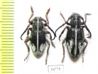 Dorcadion purkynei, pair  Greece - INSECTS-STORE.RU