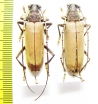 Jupoata ? rufipennis, pair  Brasilia - INSECTS-STORE.RU