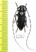 Agapanthia sp.  Morocco - INSECTS-STORE.RU