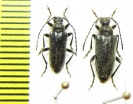 Cortodera circassica  Russia, Krasnodar reg. - INSECTS-STORE.RU