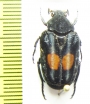 Taeniodera fenestrata  Malaysia - INSECTS-STORE.RU
