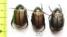 Anomala lineatopennis  Nepal - INSECTS-STORE.RU