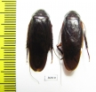 Blattodea sp.  Thailand - INSECTS-STORE.RU