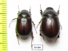 Melolonthinae sp., pair  South Africa Rep. - INSECTS-STORE.RU